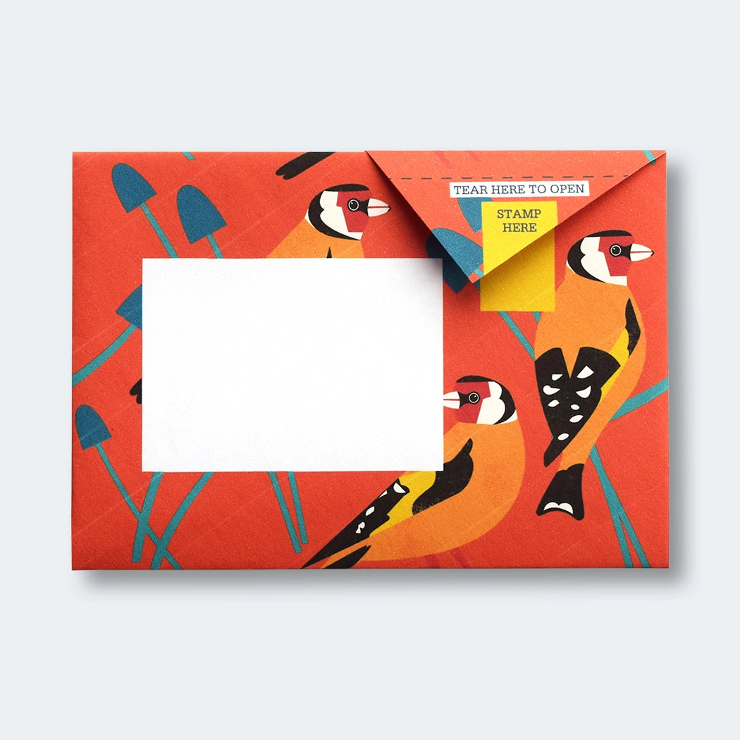 Pigeon Letters: Dawn Chorus